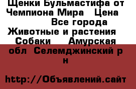 Щенки Бульмастифа от Чемпиона Мира › Цена ­ 1 000 - Все города Животные и растения » Собаки   . Амурская обл.,Селемджинский р-н